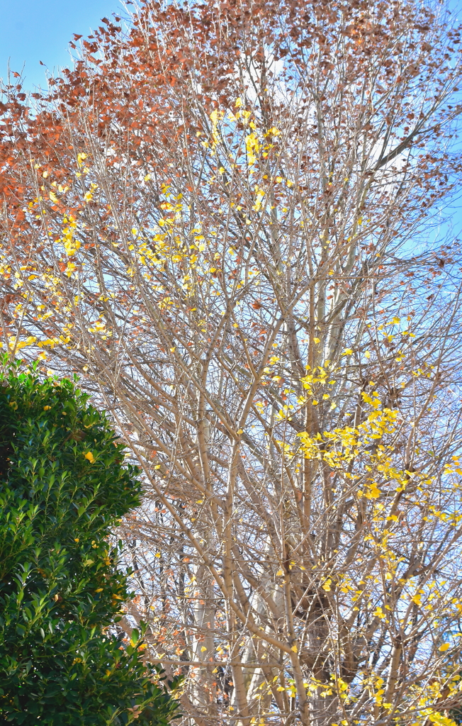 落葉樹と常緑樹