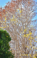 落葉樹と常緑樹