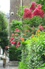一番町に咲く百日紅