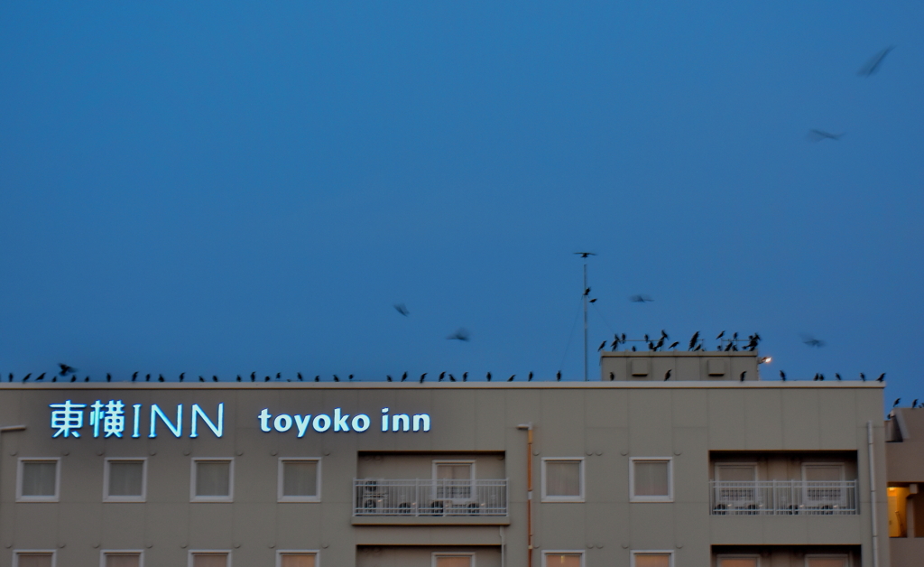東の空に並ぶ鳥影たち