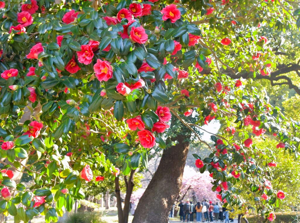 春の花②椿咲く春景