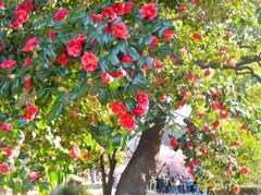 春の花②椿咲く春景