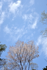 山桜と青空のカンバス