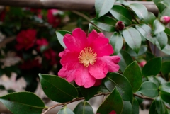 山茶花?
