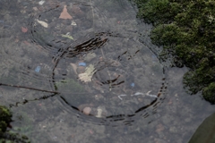 波紋
