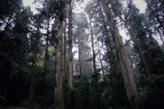 霧と森林