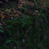 苔と落ち葉
