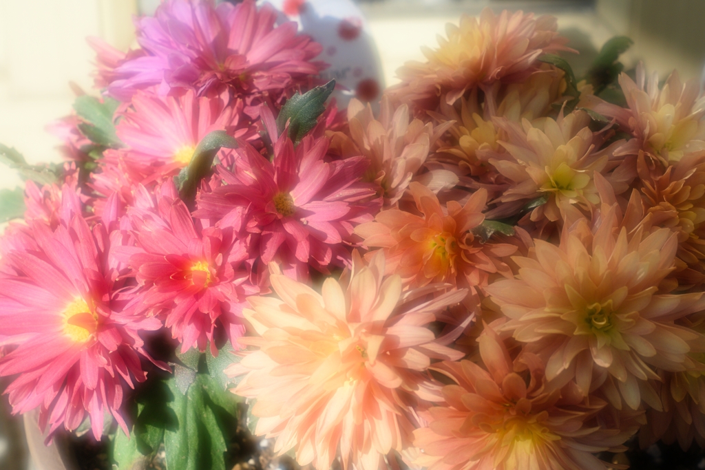 ダヴィンチマム