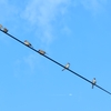 そらとすずめ
