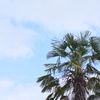 棕櫚と空