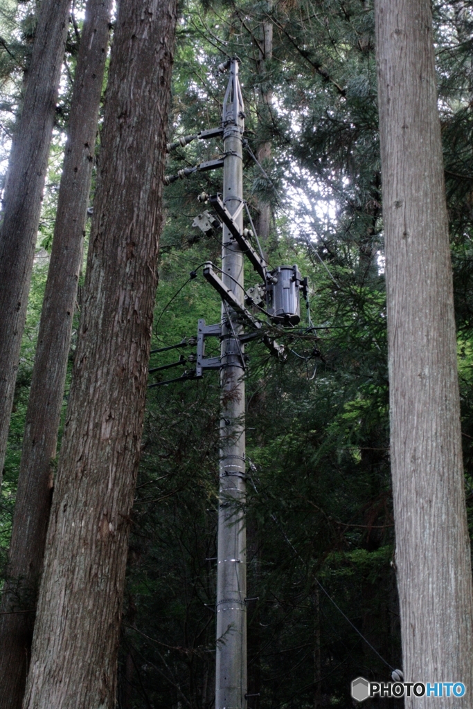 木々に溶け込む無機質
