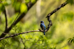 オオルリ　2024年