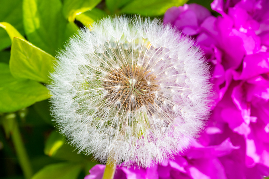 たんぽぽの綿毛　