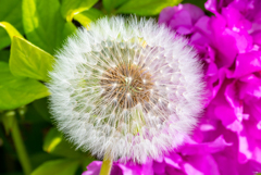 たんぽぽの綿毛　