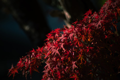 紅葉
