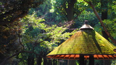 日差し