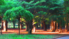 代々木公園