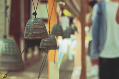 神社に自生する風鈴さん