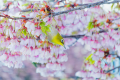 冬と春のあいだ