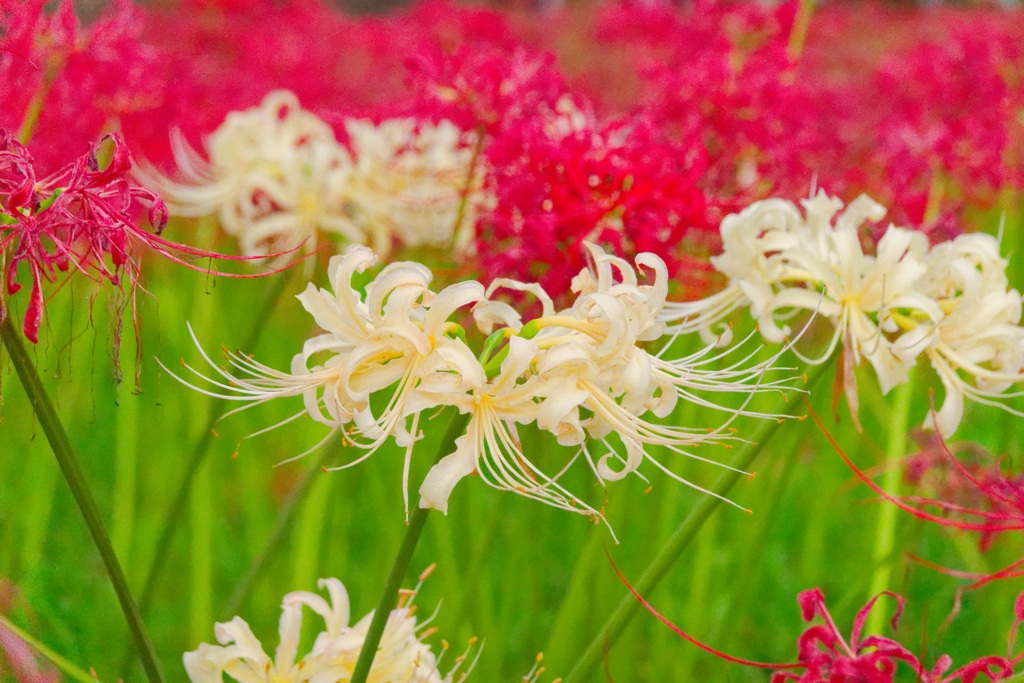 紅白花合戦