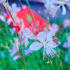野良ミツバチ