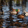 きょうの別所沼公園2