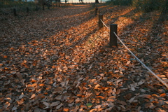 落ち葉通り