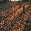 落ち葉通り