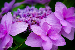 ご家庭の紫陽花