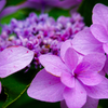 ご家庭の紫陽花