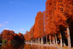 きょうの別所沼公園