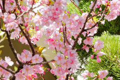 桜の春。スギ花粉の春。