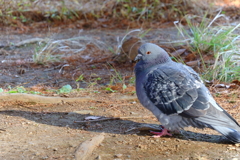 きょうの別所沼公園