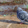 きょうの別所沼公園