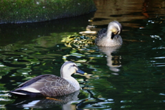 きょうの別所沼公園2