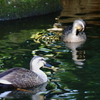 きょうの別所沼公園2