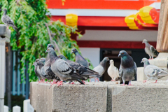 新鮮な鳩