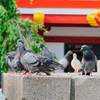 新鮮な鳩