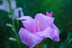ご家庭の花