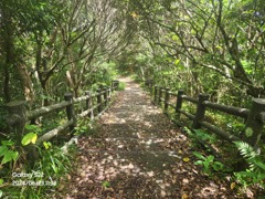 [石垣島]展望台周辺の道