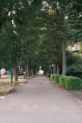 並木道