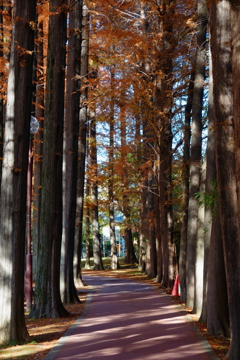きょうの別所沼公園2