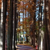 きょうの別所沼公園2