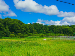 夏の風景