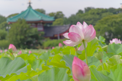 蓮の花