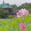 蓮の花