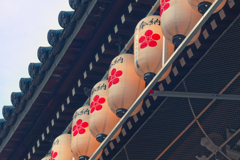 神社に自生する提灯