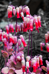 はじかみみたいなやつ