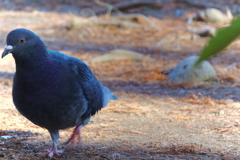 きょうの別所沼公園2