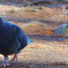 きょうの別所沼公園2